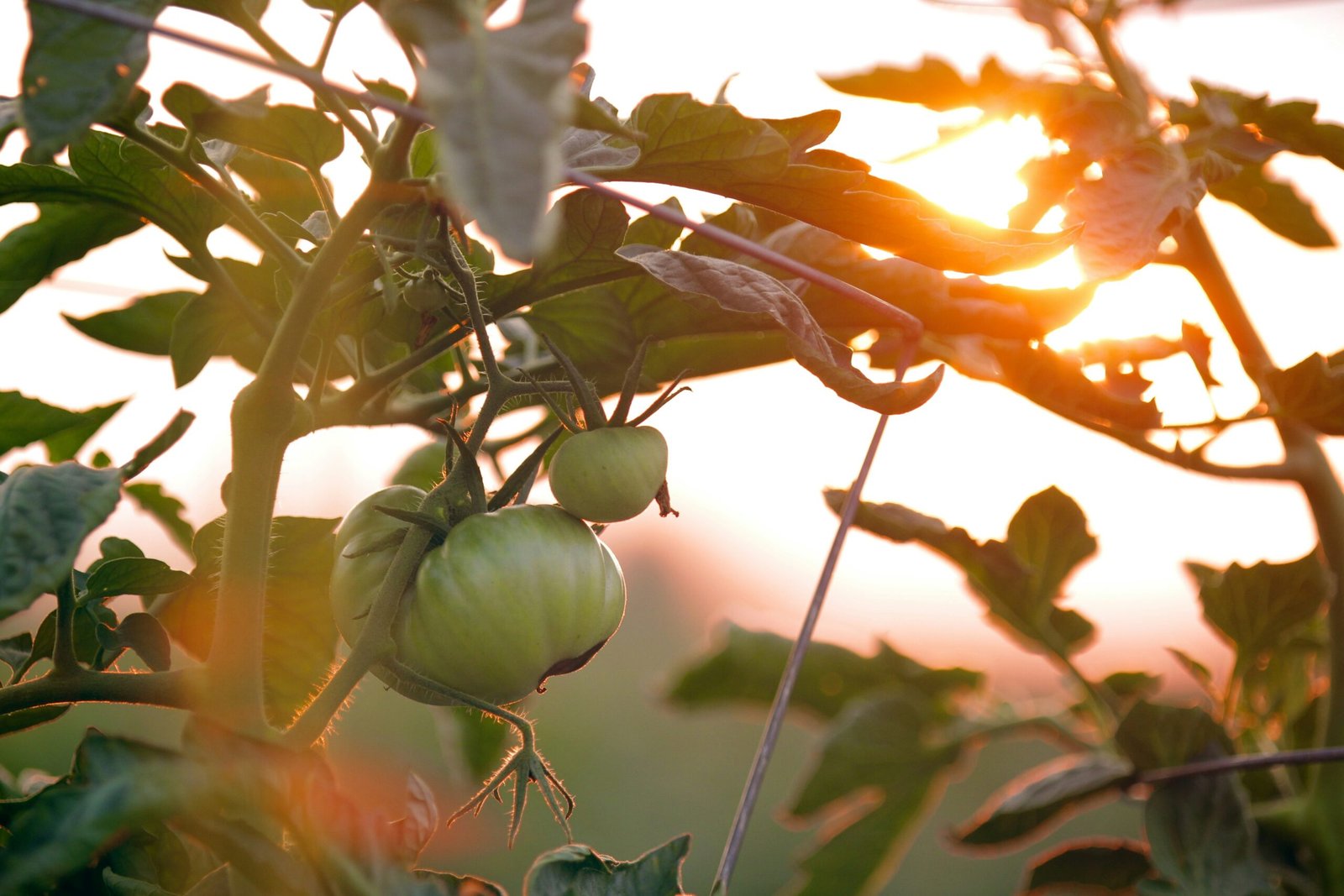 The Best Vegetables for Beginners: A Guide to Easy Gardening