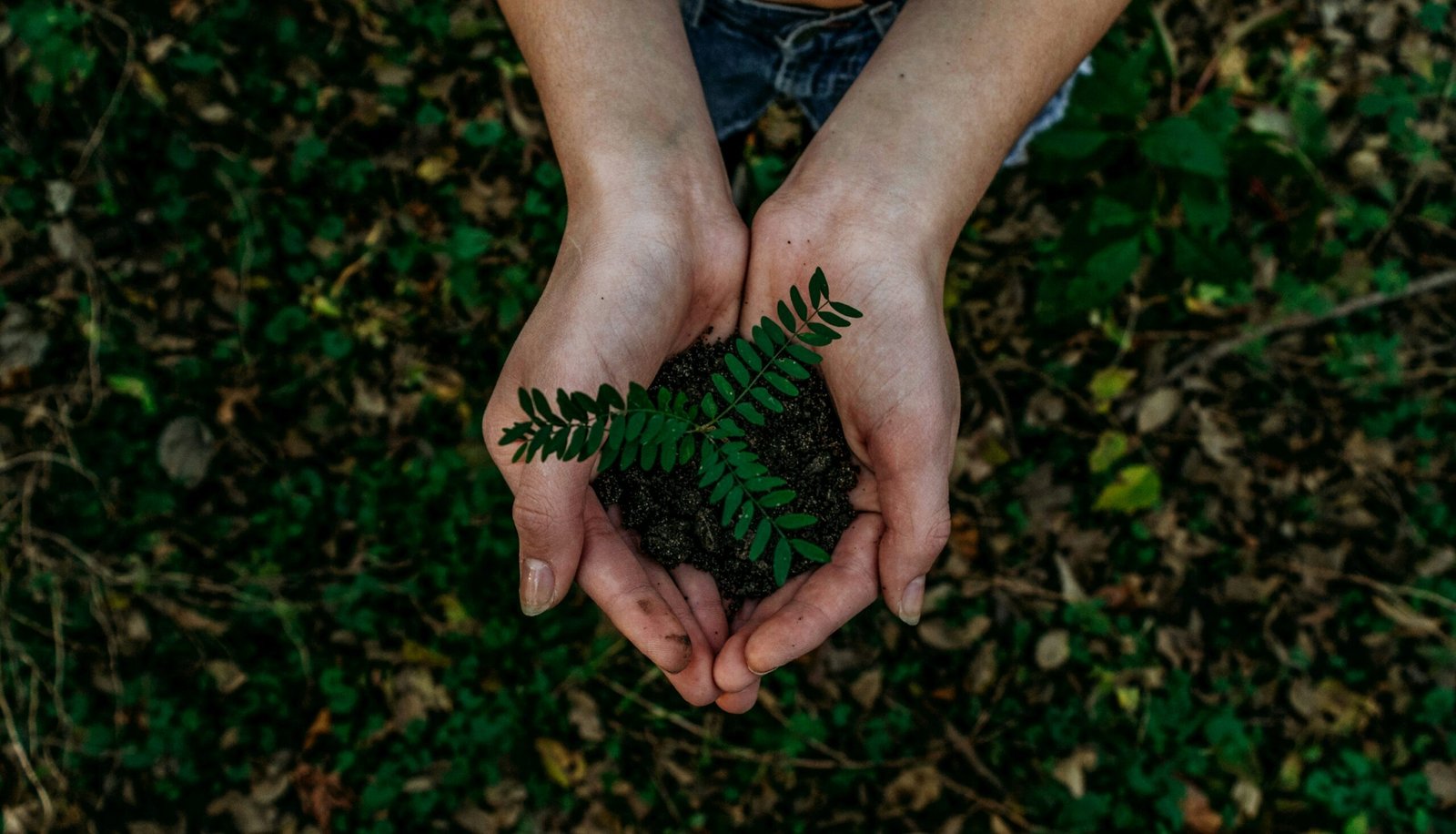 The Role of UNDP in Promoting Sustainable Development
