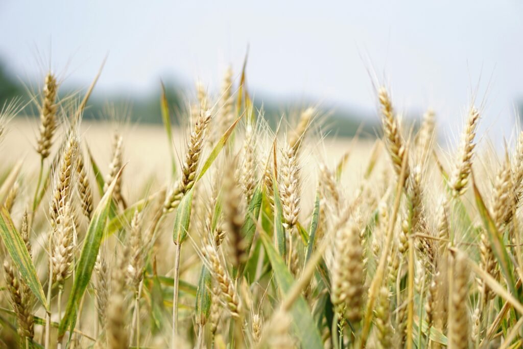 5 Ways to Use Cover Crops for Soil Health Improvement