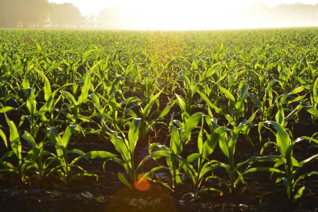 5 Essential Tools for Monitoring Soil Health on Your Farm